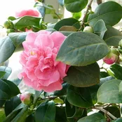 Camellia japonica 'Ack-Scent' ~ Ack-Scent Camellia