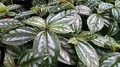 Aluminum Plant