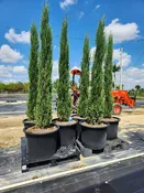 Italian Cypress