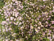 Aster, Sky Blue