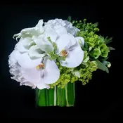 White Dream