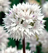 Alliums – Graceful Beauty