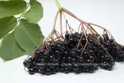 Elderberry - Black Elderberry Plants - 8 Varieties - Intensely Flavored Fruit
