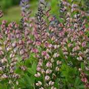 Baptisia, PW® Decadence® Deluxe Pink Truffles False Indigo