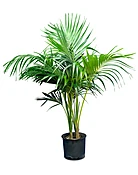 Kentia Palm
