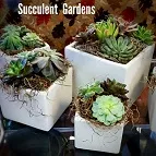 Succulent Garden
