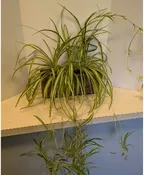 17" SPIDER PLANT IN METAL CONTAINER