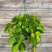 Brasil Philodendron Hanging Basket