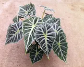 10"  Alocasia