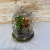 The Terrarium-  A Decorative Glass Cloche Succulent Garden Terrarium