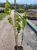 Acer rubrum #1<24"