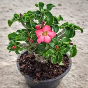 Adenium Dorset Horn, Desert Rose, Grafted