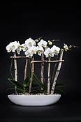 Orchid boat — Casey's Flower Studio