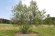 Betula populifolia ‘Whitespire Sr.’