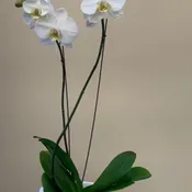 Double stem white  orchid