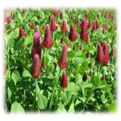 Crimson Clover – Dixie – Annual (Coated &amp; Pre-Inoculated)