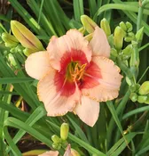 Exotic Candy — Hillsdale Lily Garden