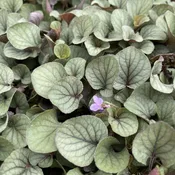 Viola walteri 'Silver Gem' (Prostrate Blue Violet) Unity Grown