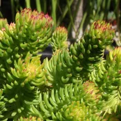 Angelina Sedum