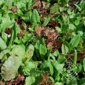 Heirloom Cutting Mixture
