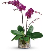 Glorious Gratitude Orchid Plant