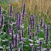 Agastache ‘Black Adder’