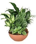 GIFT OF GREEN