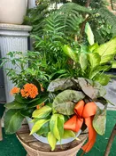 Mixed Indoor Planter