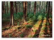First Light in Walden Woods – notecard