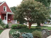 Acer griseum