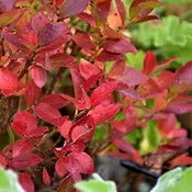 Blueberry, ‘Jelly Bean’