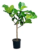 Ficus Lyrata (Fiddle Leaf Fig) Tree