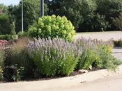 Agastache, 'Blue Fortune'