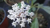 Asclepias perennis (Swampforest Milkweed)