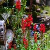 5 Red & 5 Blue Lobelia