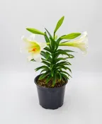 EASTER LILY