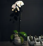 A Drop of Silver