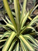 Cologuard Yucca – Yucca Filamentosa (5 GAL)