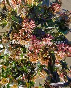 Abelia grandiflora ‘Sherwoodii’