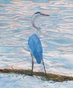 Blue Back Heron