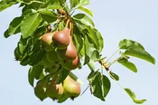 Bartlett Pear – Shipping Fall 2026
