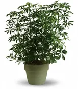 Simple Schefflera Planter