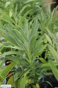 Common Sage