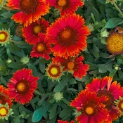 Blanket Flower Arizona Red Shades (Gaillardia)  | Two Live Plants | Non-GMO, Hardy Flowering Perennial