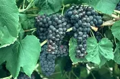Black Monukka Grape Vine (Seedless)