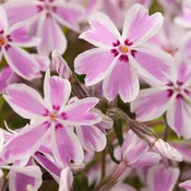 Candy Stripe Creeping Phlox (Phlox subulata 'Candy Stripe') - 1 gallon