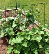 Galvanized Cucumber Support