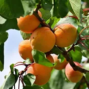 10 Gal Fruit Tree Apricot