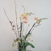 The Potted Orchid