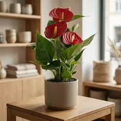 Anthurium (Different Colors)